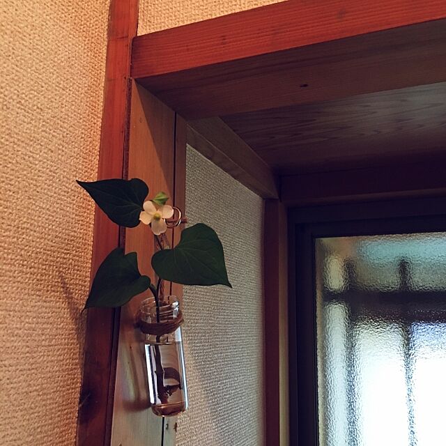 Bathroom,試験管,どくだみ,花を飾る,雑草の花,飾る,一輪挿し Natsumiの部屋