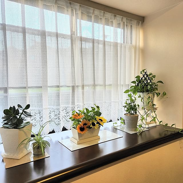 Bedroom,観葉植物,グリーン,カーテン,百均,夏,植木鉢,アイビー,ポトス,ディスプレイ棚,ひまわり,フェイクフラワー,レースカーテン,突っ張り棒,フロアタイル,金のなる木,ポトス水挿し,出窓カーテン,マンション暮らし,リラックス空間,セリア　プランター,日の光,出窓カウンター,百均カフェカーテン love1017の部屋