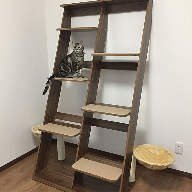 My Shelf,楽天,猫の部屋,猫のいる暮らし,キャットシェルフ,キャットタワー moguの部屋