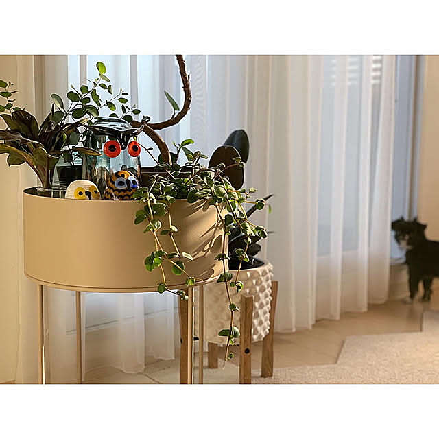 ペット,北欧インテリア,花のある暮らし,マンションインテリア,ダイニング,タイルカーペット,ミックス犬,チワワ,観葉植物,犬のいる暮らし,北欧,ペットと暮らすインテリア,イッタラ,楽天roomに載せてます,マンション,レースカーテン,fermliving,Overview haruhinaの部屋