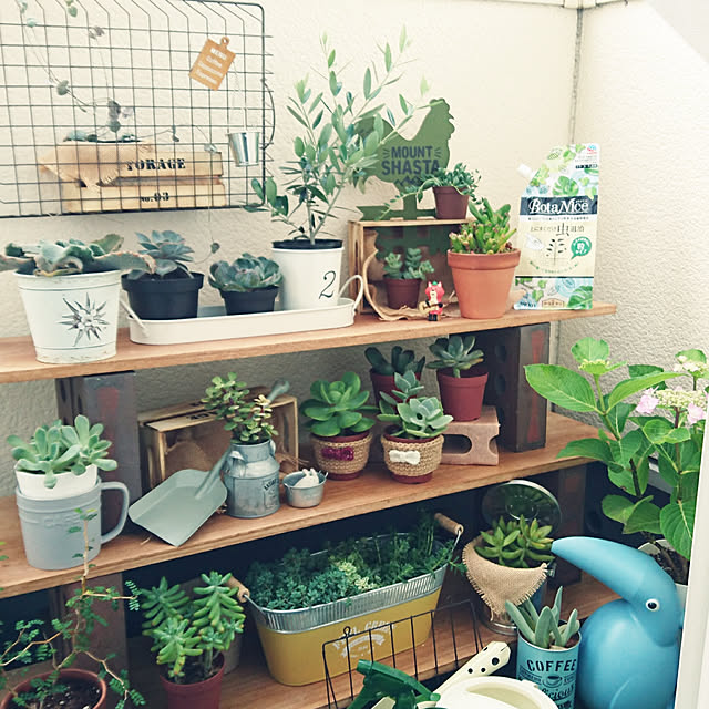 My Desk,ふたり暮らし,大東建託,1LDK,多肉植物,紫陽花,オリーブ,ダイソー,セリア,スリコ,ウッドボックス,ワイヤーバスケット,ブリキ,レンガ,板,torimarukoちゃんの麻編み,フライングタイガー,鳥ジョウロ,ボタナイス,ボタナイスweek,ベランダガーデン,さすらいの狐くん,ベランダ,BotaNice,虫よけ ttmcyの部屋