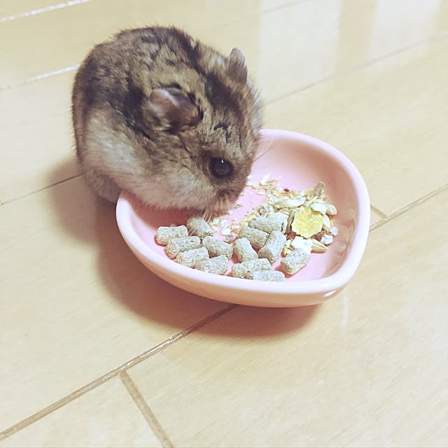セリア,食器,ハムスター,Lounge kurumiの部屋