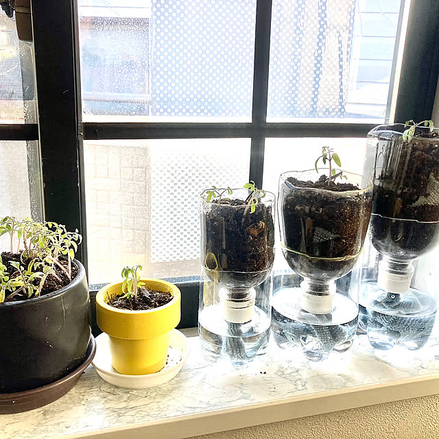 桃の枝,再生野菜,水耕栽培,家庭菜園,在宅勤務,観葉植物のある暮らし,ペットとの暮らし,thank you,ペットと暮らす家,大理石調フロアステッカー,リゾートホテル風,家庭菜園の暮らし,リラックスタイム,男前インテリア,感謝,ペットと暮らすインテリア,間接照明のある暮らし,吹き抜けのある家,大理石調フロアシート,ダイソー,SwitchBot,ありがとうございます,IKEAランプ,DIY女子,ファンライト,ペットステップ,ホテルライク,トイプードル,西陽のあたる部屋,南国リゾート風,IKEAテーブルセット,トイプードルと暮らす,My Shelf,格子窓DIY MOMOMAMAの部屋