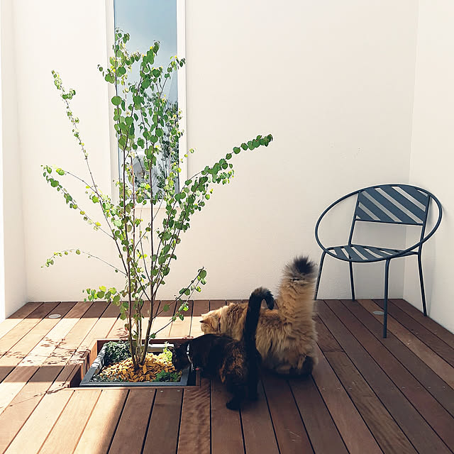 On Walls,椅子,ネコとエコの家,平屋,地元の工務店,スローライフ名古屋,中庭,イタウバ,ねこ部,ネコと暮らす,ねこばかりですいません,さびがらさん,チンチラさん,植栽記録,ウッドデッキ,プランター,自分で庭造り,カツラの木,かつら,ガーデンチェア,ソストレーネグレーネ,外壁,スタッコフレックス,白い壁 nanoの部屋