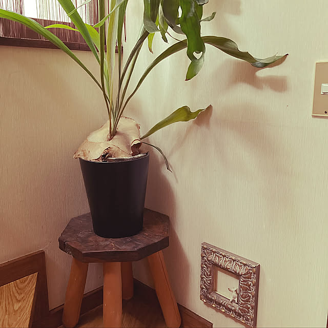 コウモリラン,応急処置,DIY,On Walls taraの部屋