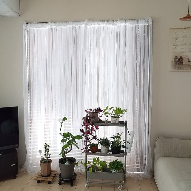Lounge,セカンドライフ,ブラインド,百均,IKEA,リルカーテン,レースカーテン,ソファ,ウォールステッカー,ポトス,掃除,トラデスカンチア,山善,ゼブリナ,コーナーテレビ,メッシュワゴン,ピレア グラウカ,徹底掃除,フィロデンドロン バーキン,ホームリセット泡クリーナー,マイクロファイバー手袋,ダイソープランツ,隙間トローリー,キャスター,突っ張り棒,フィカス ベンガレンシス,ベンジャミンシタシオン meiの部屋