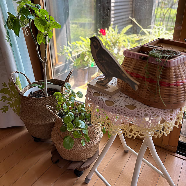 Bedroom,エルクホーン,フィッシュボーンカクタス,窓,グリーン,寝室,癒し,夏,カゴ,植木鉢,ガーデン雑貨,RCの出会いに感謝♡,観葉植物のある暮らし,ウンベラーター,見てくれてありがとう♡,スタンダードプロダクツ,スタプロシーグラスマルチバスケット,Aqettyちゃんからスェーデンアイビー,窓辺のグリーン,窓辺,スツール,chhhiちゃんからのピック,ナチュラル,観葉植物 CoCo0617の部屋