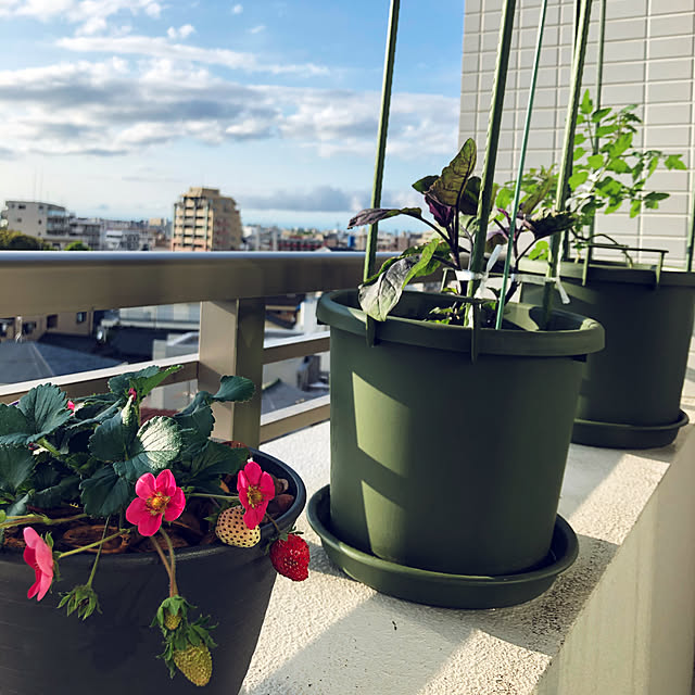 ベランダ菜園,ベランダ,ふたり暮らし,Overview mrcの部屋
