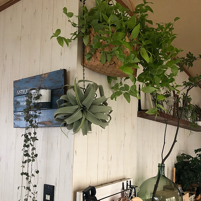 On Walls,断捨離中(｀･ω･´),素敵便に囲まれて,いいね！押し逃げばかりでごめんなさい。,自分らしく,愛用品,DIY,ちーさなお家,お花のある暮らし,グリーンのある暮らし,本気のリビング改造,ニトリ2018フェイクグリーンモニター,ニトリ,コメントお気遣いなく RURULOVEの部屋