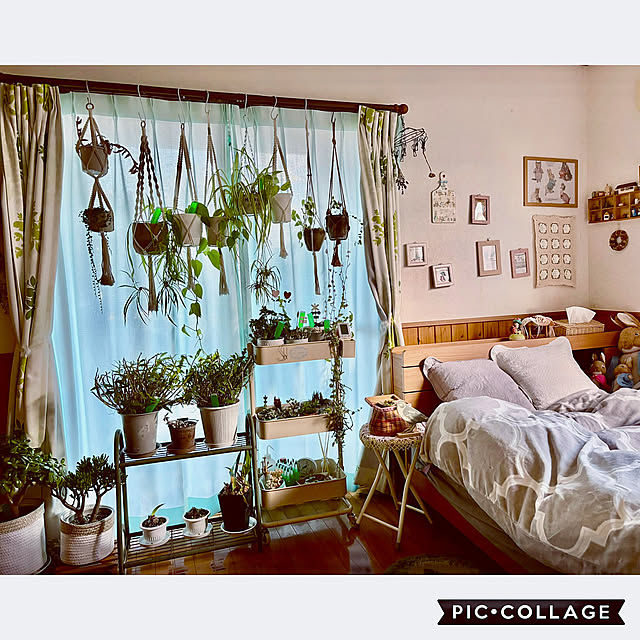 Bedroom,窓辺,観葉植物,飾り棚,ディスプレイ,癒し,ドライフラワー,クリスマス,冬,ウォールディスプレイ,ごちゃごちゃ,プラントハンガー,冬支度,グリーンインテリア,RCの出会いに感謝♡,ぶら下げ隊,ハンギンググリーン,一番好きな場所,見てくれてありがとう♡,マイ寝室,ニトリスチールワゴントロリ,ナチュラル,グリーン,寝室 CoCo0617の部屋