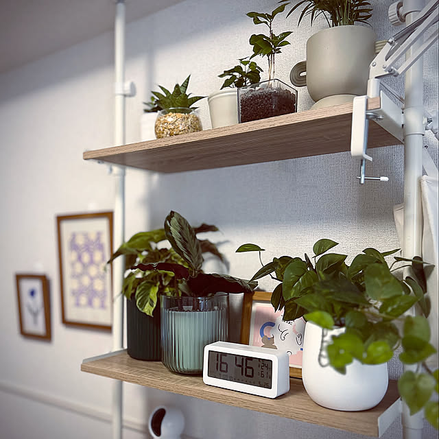 My Shelf,LOWYA,Francfranc,観葉植物,ねこと暮らす aimoの部屋