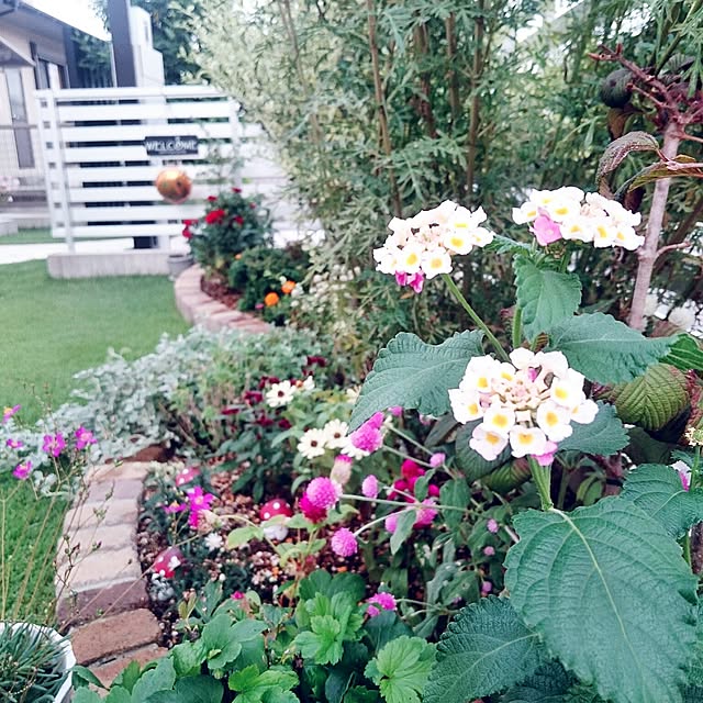 Entrance,植物,こどもと暮らす。,植物のある暮らし,いいね！ありがとうございます♪,花壇 手作り,花壇ＤＩＹ,ｺﾊﾞﾉﾗﾝﾀﾅ,28.9.17,シンプル,北欧,お庭,ﾗﾝﾀﾅかな？,花,庭の花,花壇,庭,NO GREEN NO LIFE momokiraの部屋