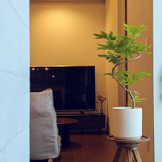 Lounge,観葉植物初心者,観葉植物のある暮らし,観葉植物増やしたい,エバーフレッシュ,観葉植物の置き場迷走中,雨の日 kumijiの部屋