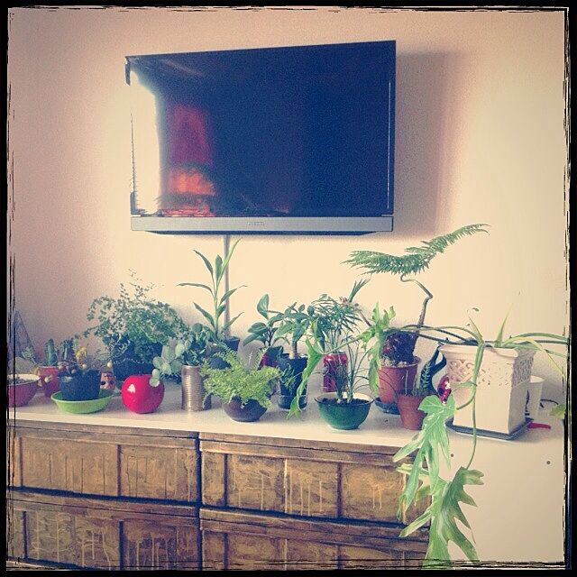 My Shelf,壁掛けテレビ,衣装ケース,ペイントした物,植物,壁美人 ROBINの部屋