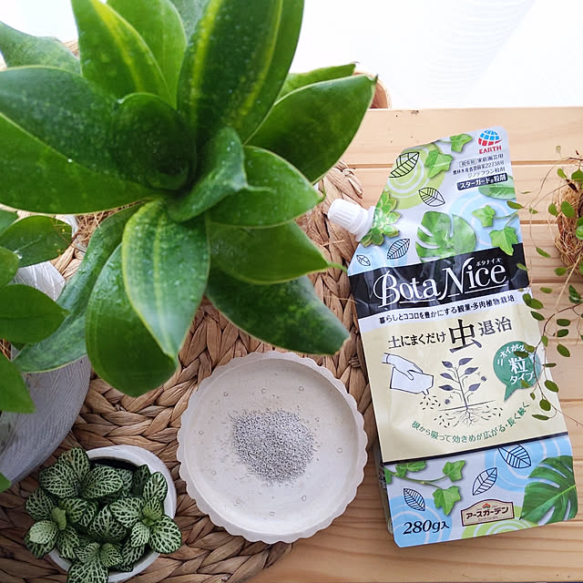 My Shelf,ニトリ,植物のある暮らし,BotaNice,観葉植物,ガーデニング,多肉植物,モニター当選ありがとうございます♡,スリコの観葉植物,ナチュキチの観葉植物,いつもありがとうございます♡ korokkoroの部屋