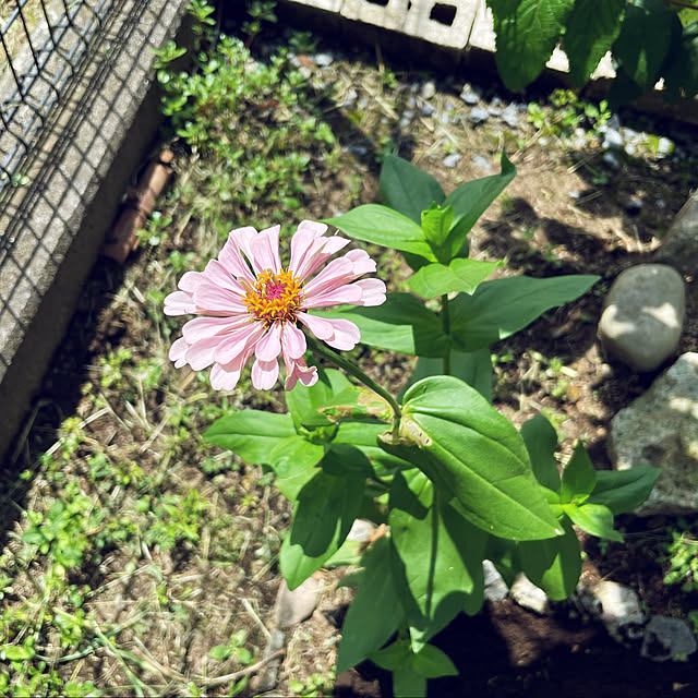 百日草,花壇,ジニア,花の種,趣味,癒し,100均,ダイソー,100円ショップ,Overview Waの部屋