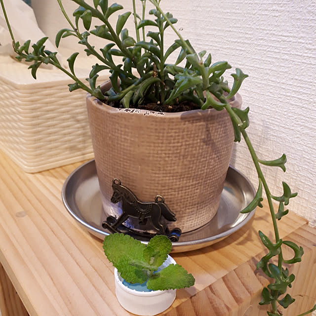 On Walls,いいね&フォローありがとうございます☆,グリーンのある暮らし,こどもと暮らす,はぶらし収納,ドルフィンネックレス,アップルミント,水挿し jacky-m-の部屋