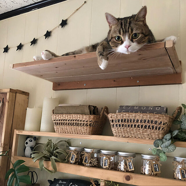猫と暮らす家,猫,キャットウォーク,端材 DIY,キャットウォークDIY,DIY,My Shelf arch.to.meetの部屋