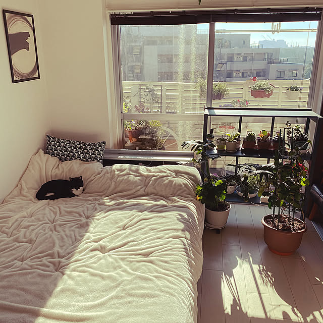 ブラインド全開,IKEAクッション,ニトリ布団カバー,棚DIY,ガーデンテーブルセット,冬晴れ,ねこのいる風景,ねこと暮らす,多肉棚,癒しの空間,ルーバーラティス,パンジー寄せ植え,ベランダガーデン,お日様ポカポカ,狭いベランダ,Bedroom coconyantaの部屋
