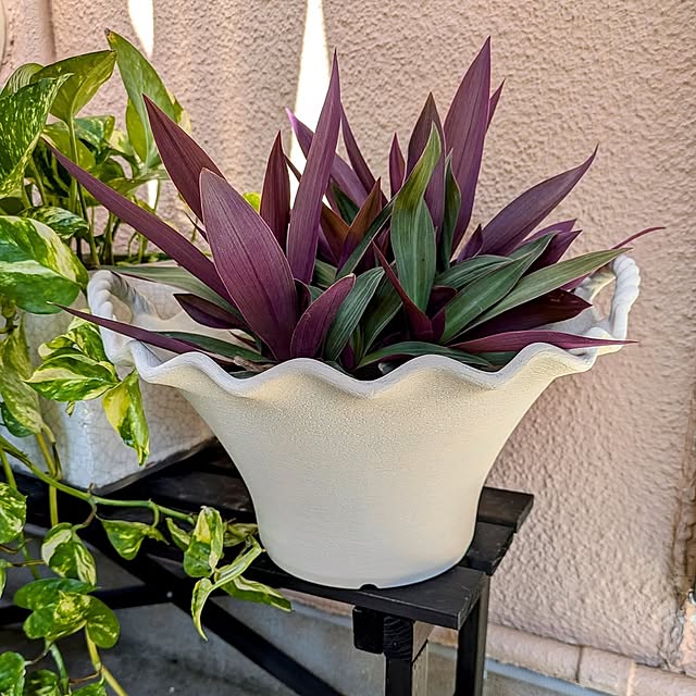 Entrance,ダイソー,リメイク,ミルクペイント,ダイキ,プラ鉢,刷毛塗り,鉢をリメイク,発泡トレイ活用,ホームセンターの値下げ品,元はパステルグリーン,庭,秋,複数枚投稿,グリーンのある暮らし,ムラサキオモト,ムラサキオモトオーロラ,アースホワイト Renの部屋