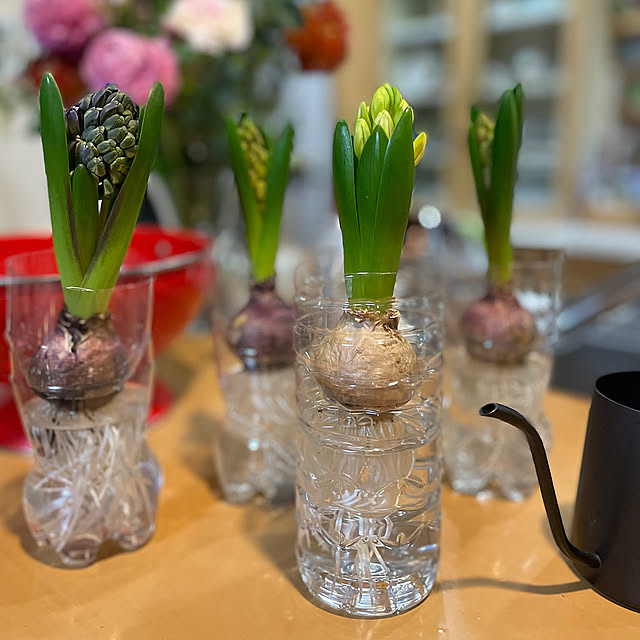 Kitchen,ペットボトル,ヒヤシンス水栽培,花のある暮らし,加工なし♡,RCの出会いに感謝です♡+ﾟ*,いいね＆フォローありがとうございます♡,優しいフォロワーさんに感謝♡﻿,季節を楽しむ暮らし,自然を感じる暮らし,コメントお気遣いなくです❤︎,見ていただいてありがとうございます♥️,自然の恵みにありがとう♡,｢実｣大好き tenntennの部屋