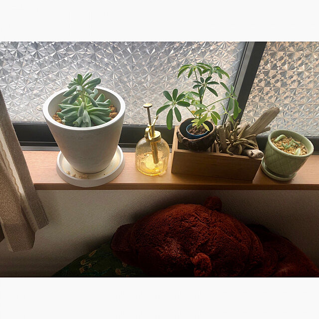 ハイドロカルチャー,シェフレラ,多肉植物,観葉植物,一人暮らし,腰窓,ナチュラルインテリア,My Shelf tamaの部屋
