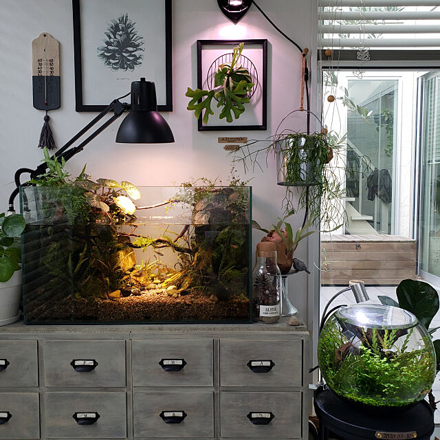 My Shelf,観葉植物,DIY,アクアリウム,熱帯魚,ボトルアクアリウム,ig→mimt38,水槽 mi-の部屋