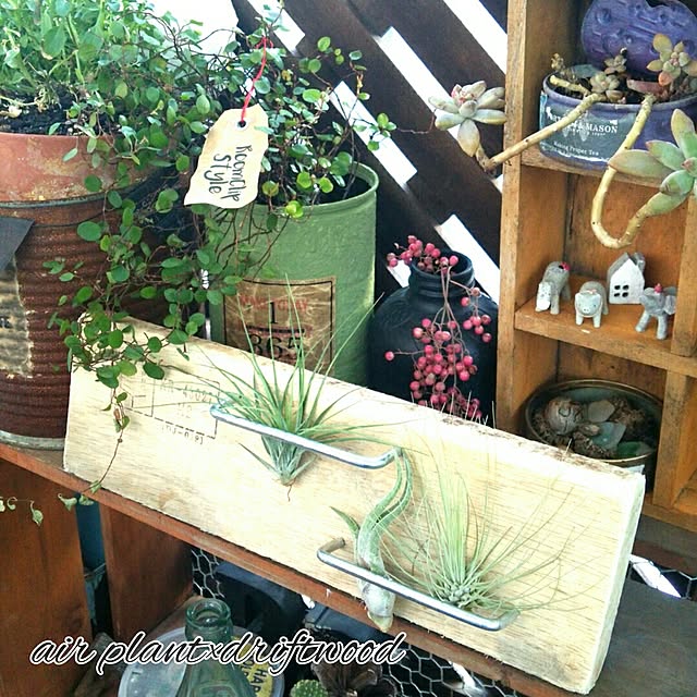 On Walls,多肉植物,NO GREEN NO LIFE,植物のある暮らし,リメイク缶,エアプランツ,流木,流木×エアープランツ,かすがい,黒板塗料,業務用缶,さびさび,ダイソー,ダイソーエアプランツ,荷物タグ,ろうびき,RoomClip Style vol.6 sakusakuの部屋