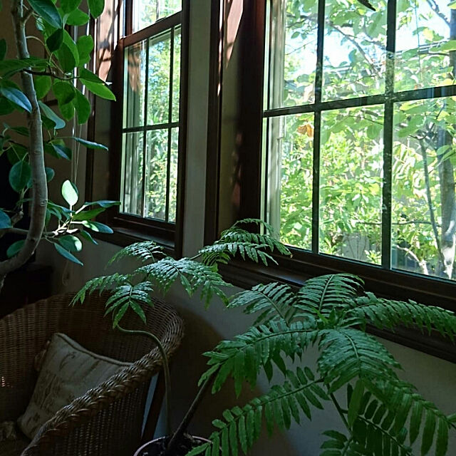 植物の息吹に囲まれて暮らす 癒しのボタニカルライフ Roomclip Mag 暮らしとインテリアのwebマガジン