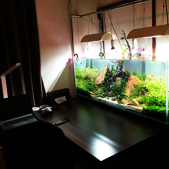 My Desk,大自然？,水草水槽,熱帯魚,ラスボラ,アカヒレ,ネオンテトラ50匹,くつろぎの場所,水槽台 DIY,水槽のある部屋,ADA,ネイチャーアクアリウム,120㎝水槽,アクアリウム,私のお部屋,チャーム,アマゾン,趣味 koheiの部屋