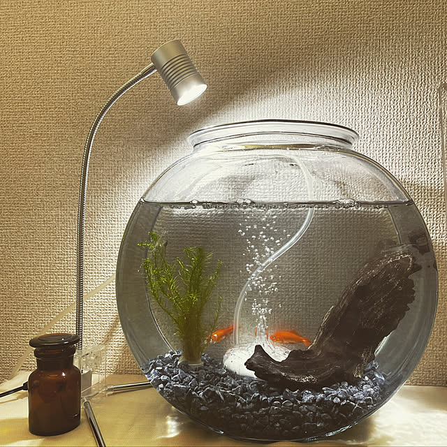 水槽,金魚のいる暮らし,金魚鉢,金魚,ふたり暮らし,ふたり暮らしをとことん楽しむ！,ガラス,二人暮らし,ガラス瓶,2DK kamecoの部屋