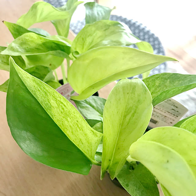 グリーンのある暮らし,グリーンのある生活,マイホーム,IG→hm_myhome,植中毒,観葉植物のある暮らし,インドアグリーン,植物のある暮らし,購入品,Lounge,ポトステルノカーニバル,ポトス hm_myhomeの部屋