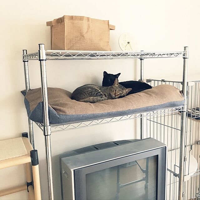 My Shelf,2017.5.5,RoomClip5周年,RC大分支部,狭小住宅,猫と暮らす。,猫のいる暮らし,保護ねこ部,殺処分のない世界,あ、めっちゃ埃かぶってら（笑）,ニトリの長座布団。もう猫用でいいや。 yuki0511の部屋