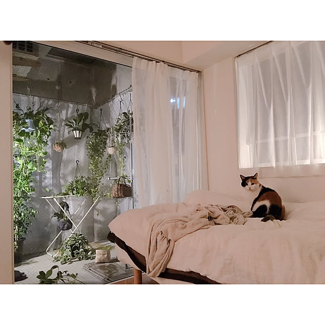 Bedroom,間接照明,観葉植物,シャワーカーテンで寒さ対策,吊るす収納,サンルーム,一人暮らし,テラスに突っ張り棒,レースカーテンだけ,角部屋,窓辺,温室,猫のいる暮らし,インナーテラス,無垢床,寒さ対策,温室仕様,1R,シャワーカーテンをテラスに設置,見せる収納,緑のある暮らし warashibeの部屋