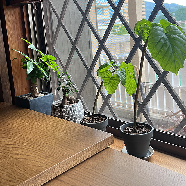 My Shelf,グリーンを増やしたい,観葉植物,ウンベラータ挿し木,和室のインテリア,古い中古物件 WAKKOの部屋