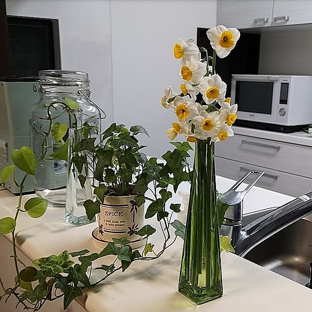 Kitchen,フラワーベース,キャンドゥ,水仙の花,キッチンカウンター,癒し,癒しの空間,アイビー,グリーン,グリーンのある暮らし,花のある暮らし ku-garnet18の部屋