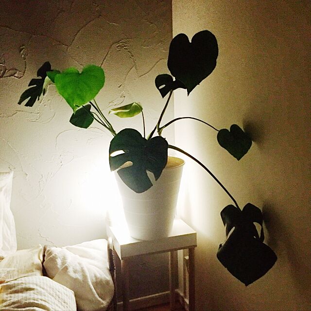 Bedroom,モンステラ,珪藻土の壁,IKEAゴミ箱,植物 emの部屋