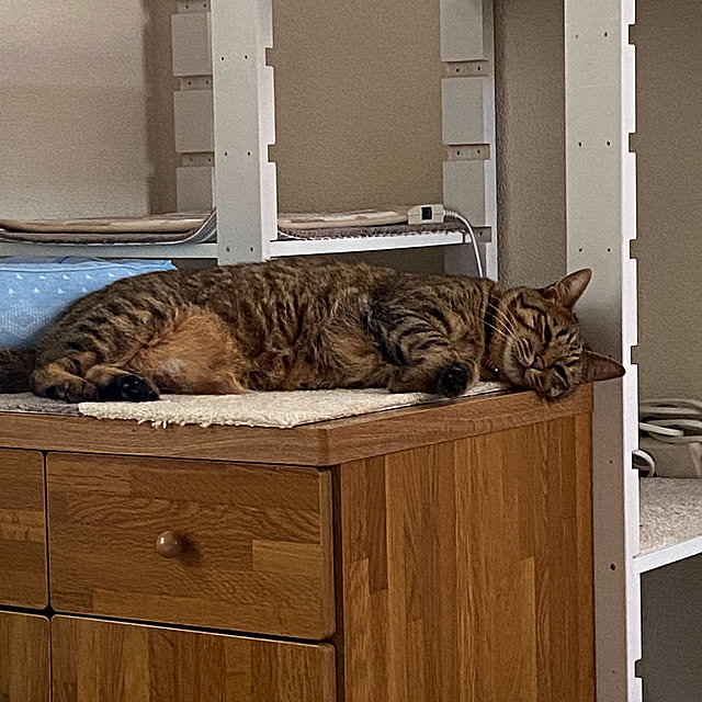 ピタプラス,ピタペトモ,ねこのいる風景,ねこ部,ねこのいる日常,オカ株式会社,マット&ラグファクトリー,Mat＆Rug Factory,Overview shijimiの部屋