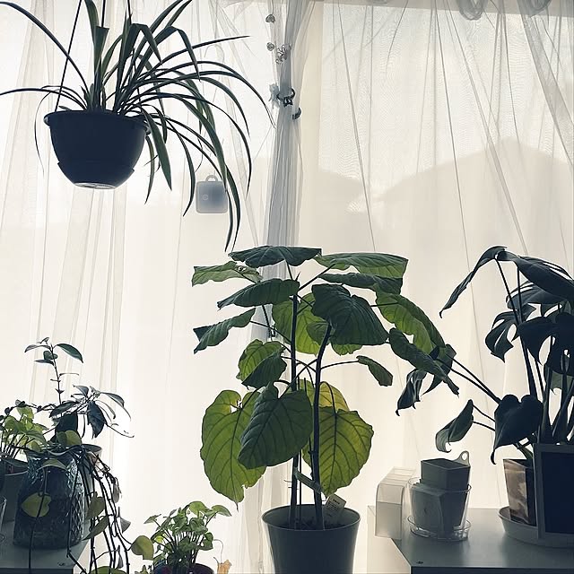 Lounge,IKEA,観葉植物,ローコスト住宅,コメントおきづかいなく,ナチュラル atelier.pale.blueの部屋