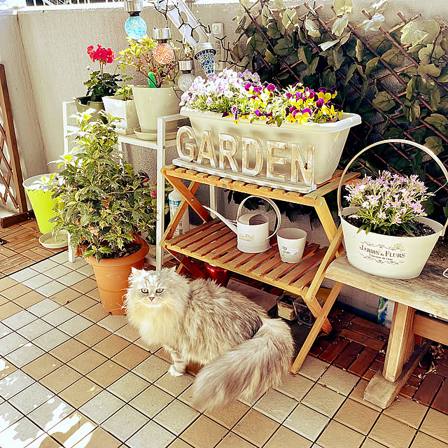 ベランダタイル,ベランダガーデン,ねこのいる風景,ねこのいる日常,日向ぼっこ,グリーンのある暮らし,お花のある暮らし,Overview,モニター応募投稿 akimamの部屋