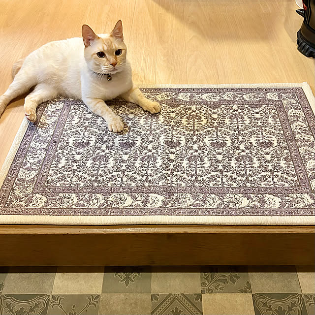 エアふみふみ,ねこのいる日常,花柄,ラベンダー色,笹かま猫,玄関マット,見て頂きありがとうございます♡,後ほどお邪魔します♡,Entrance,複数枚投稿（4枚）,ラグーのマット,ラグー,rugoo milkの部屋