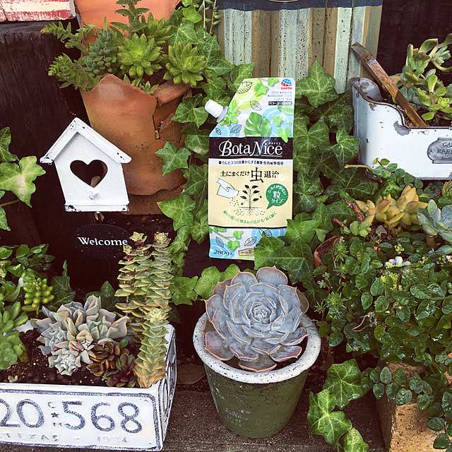 BotaNice,植物のある暮らし,多肉植物,ガーデニング,観葉植物,夏,感謝｡.:*ฺ✤ฺ,のーぐりーん☆のーらいふ,モニター当選♡,暑いねー(//∇//),多肉にも水撒き(๑˃̵ᴗ˂̵),Entrance burgundy.roseの部屋