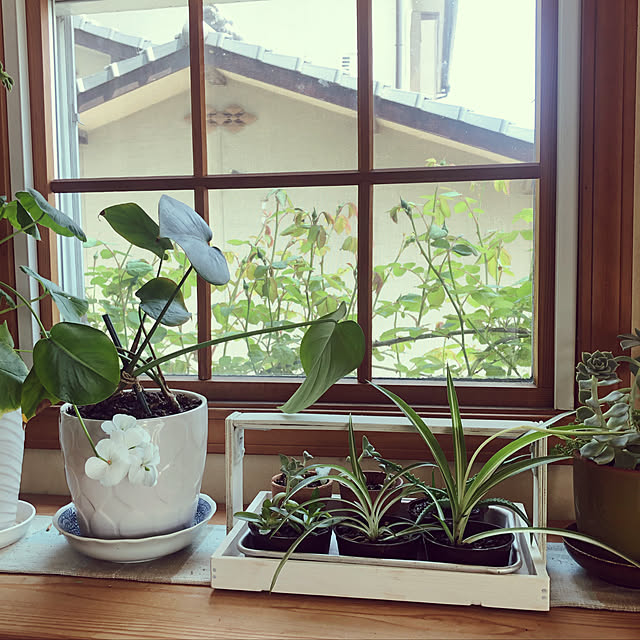 イベント,観葉植物のある暮らし,木製素麺の空き箱,リメイクトレイ,リメイク,記録用なのでコメントお気遣いなく♡,木製サッシ,My Shelf,薔薇の見える窓辺 jewel-ynmの部屋