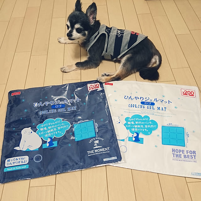 Bedroom,新商品,コメントお気遣いなく♡,インスタ→lovepeacedog,2019年6月25日,わんこと暮らす家,Daiso,ひんやりジェルマット,ひんやりジェルマット(ロゴ),RCの出会いに感謝♡,いいね&フォローありがとうございます☆,PEACE❤,使ってるところはインスタ見てね,プロフィールからインスタいけます lovepeaceの部屋