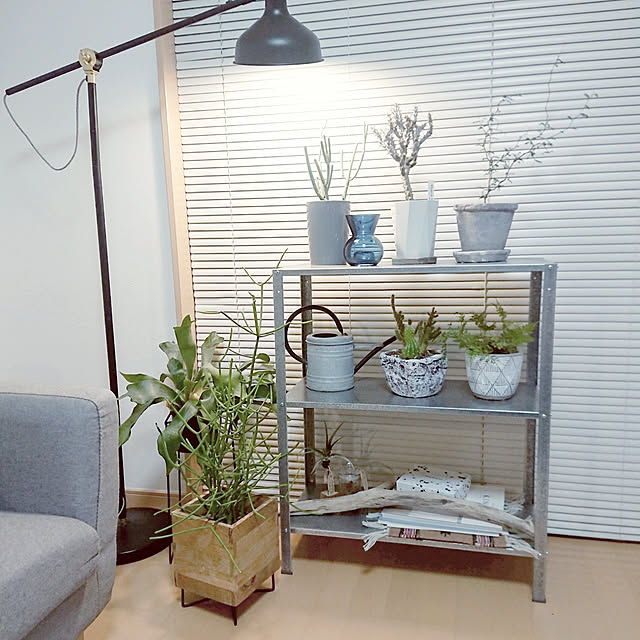 My Shelf,観葉植物,子どもと暮らす,グリーンのある暮らし,西海岸インテリア,北欧,BOHO,北欧インテリア,流木,ニトリブラインド,シンプルインテリア,シェルフユニット,IKEA,ミクロソフォラ,南向きの窓,海外インテリア,グレーインテリア,植木鉢,こうもりらん,シャビー,無機質 naco.の部屋