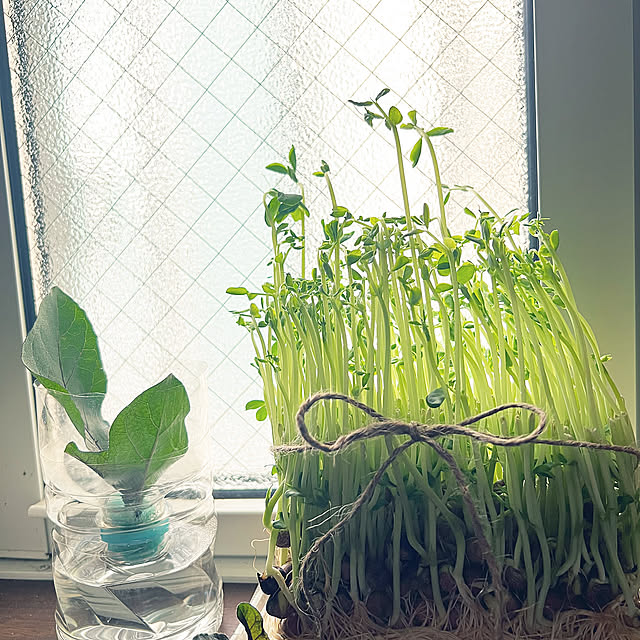 Entrance,ほうれん草おひたしの為に,きゅうり　なす　ピーマン！！,夏野菜育て中,ナス脇芽で育苗チャレンジ,豆苗ってグリーンピースなんだね,豆苗育て中,節約,プランター菜園,春菊と青じそも、ちょっと居るんですよ SquarePantsの部屋