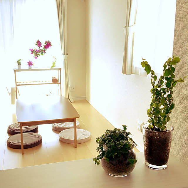 Lounge,4人暮らし,ポトス,建売住宅,花のある暮らし,YouTubeもやってます,観葉植物,フィカスプミラ,観葉植物のある部屋,植物からの癒し,ミニマリスト？,夏のリビング suuの部屋