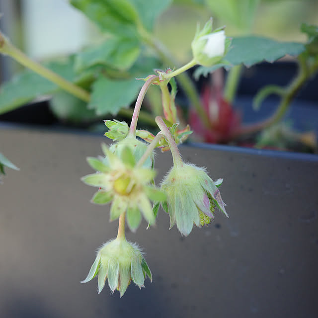 苺栽培,ガーデニング,プランター,家庭菜園,プランター栽培,植物のある暮らし,害虫対策,アースガーデン,ロハピ,やさお酢,ロハピモニター,やさお酢モニター,やさお酢&ロハピ,暮らしのハンドブック2024 ______tnoieの部屋