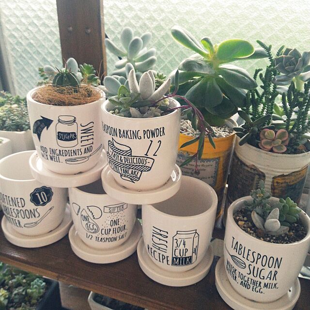 My Shelf,多肉植物,観葉植物,植木鉢,陶器,セリア,ｷｬﾝﾄﾞｩ,星美人,リメ鉢 aoi01の部屋