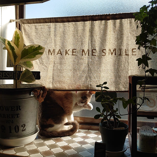 Kitchen,三毛猫,保護猫,猫と暮らす,古い家を楽しむ,平屋暮らし,古い家に住む,築年数46年以上,台所の出窓,出窓クッションフロアDIY,カフェカーテンSeria,アイビー,８年前フリマで購入した金のなる木,インドゴムの木 fukuの部屋
